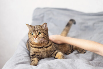 The hostess is stroking her cat. The cat is lying on the bed.Rest and relaxation.