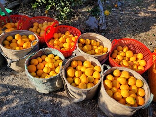 mandarin, tangerine, orange, fruit, food