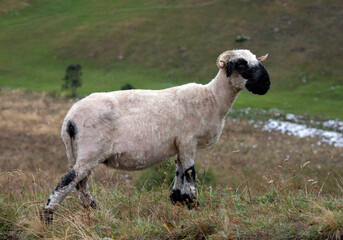 Shaved Valais Blacknose sheep outdoors