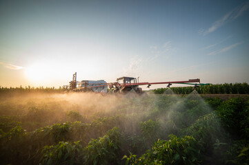 Fototapeta premium Tractor spraying pesticides on vegetable field with sprayer