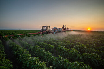 Fototapeta premium Tractor spraying pesticides on vegetable field with sprayer