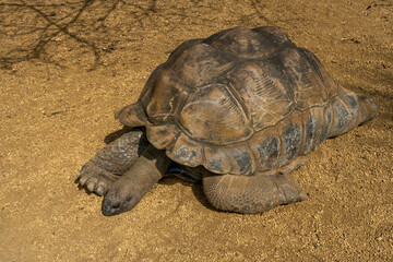 A giant Mauritius turtle, Mauritius islands, South Africa