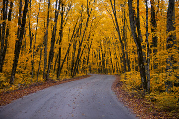 Winding road curves through scenic autumn foliage trees in Algonquin Provincial park in Ontario, Canada.