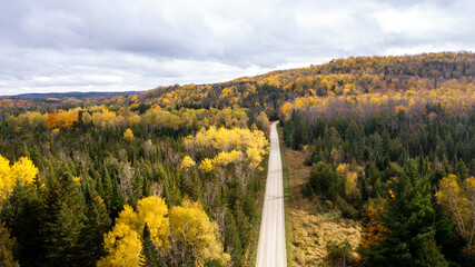 Top view of colourful forest trees in Ontario, Canada during the autumn season. A country road is visible between the gold colour trees.