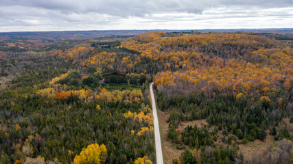 Top view of colourful forest trees in Ontario, Canada during the autumn season. A country road is visible between the gold colour trees.