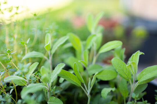 Sage and thyme growing in herb garden