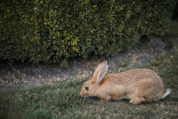 Wild young rabbit eating grass. Brown hare with clear blurred green background.
