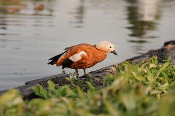 Ducks swim on the lake. Beautiful natural landscape, summer ducks on the lake.