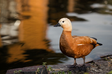 Ducks swim on the lake. Beautiful natural landscape, summer ducks on the lake.