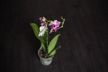 Purple orchid isolated on black background. Beautiful tropical orchid flower in plastic pot on table against.