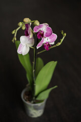 Fototapeta na wymiar Purple orchid isolated on black background. Beautiful tropical orchid flower in plastic pot on table against.