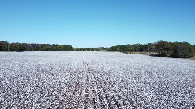 Aerial push over cotton field. Drone flying over cotton in South Carolina with cloudless blue sky. 
