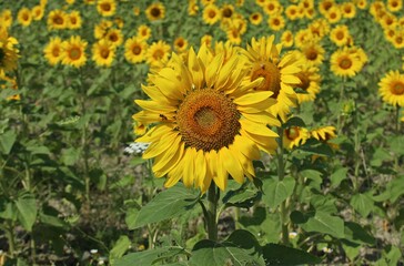 Italy, Umbria: beautiful sunflowers in the Umbrian countryside.