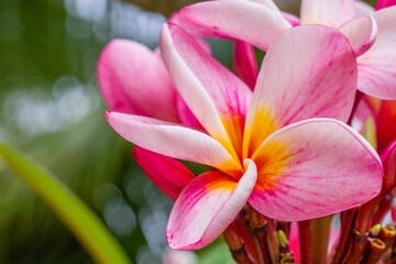 Macro close-up photo. Bright colorful pink of blossoming frangipani in the tree. Soft-focus background. Big Plumeria flower tree, tropical natural park.