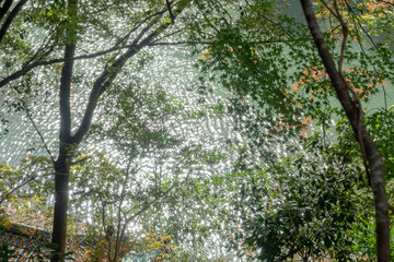 きらきら光る川