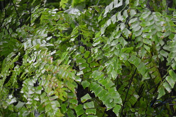 Fototapeta na wymiar Adiantum peruvianum, the silver-dollar fern or Peruvian maidenhair, is a fern in the genus Adiantum. It has black stems and large flat pinnules. It is frequently grown as an ornamental plant