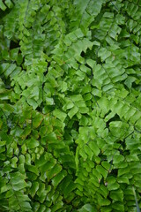 Obraz premium Adiantum peruvianum, the silver-dollar fern or Peruvian maidenhair, is a fern in the genus Adiantum. It has black stems and large flat pinnules. It is frequently grown as an ornamental plant