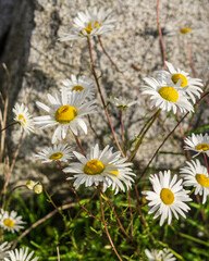 small daisies with fully blooming white flower heads and green stems on a background of gray stones