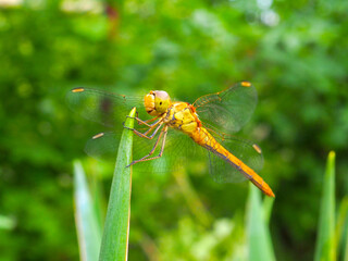 A yellow dragonfly sits on a grass stem close-up. Selective focus. A macro shot of a yellow dragonfly on a green blurry background.