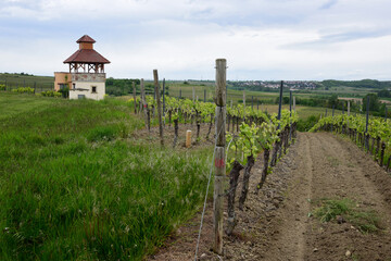 vineyard landscape with observation tower in the wine growing region of Rhineland Palatinate, Germany.