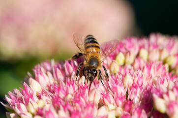 Bee collects nectar on sedum flowers. Close up of the insect. Apis mellifera.