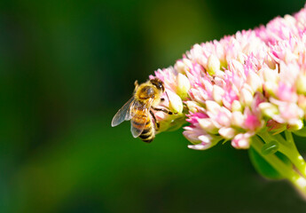 Bee collects nectar on sedum flowers. Close up of the insect. Apis mellifera.