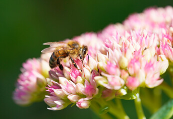 Bee collects nectar on sedum flowers. Close up of the insect. Apis mellifera.