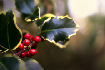 Artistic impression of red holly berries in a blurred image with shallow depth of field