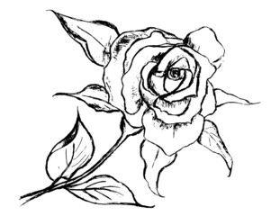 big beautiful rose - black outline on white background