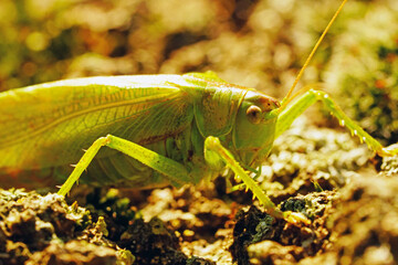 Bush cricket in close-up. Drumming katydid. Meconema thalassinum.