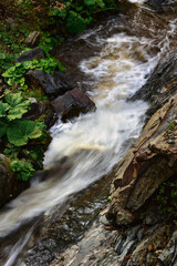 stream in the forest