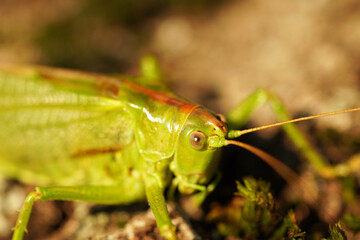 Bush cricket in close-up. Drumming katydid. Meconema thalassinum.