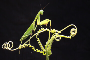 A green praying mantis is perched on a wild flower. - obrazy, fototapety, plakaty