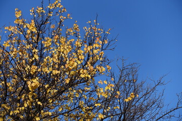 Deep blue sky and branches of apricot tree with autumnal foliage in November