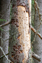 Animal tracks: a dead Spruce tree trunk full of holes made by a Woodpecker looking for food.