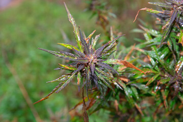 cannabis bush growing outdoors