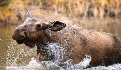 Moose in water © Denise Hoffgaard