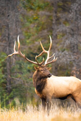 Rocky Mountain Elk