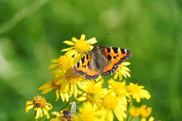 Small tortoiseshell butterfly on a flower. Aglais urticae, Nymphalis urticae.