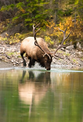 Elk in water