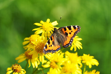 Small tortoiseshell butterfly on a flower. Aglais urticae, Nymphalis urticae.