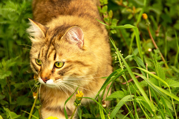 Naklejka na ściany i meble Fluffy ginger cat in the garden in the greenery, walks and eats grass