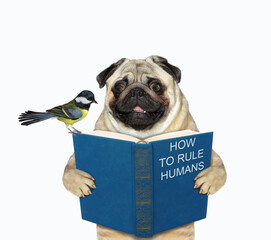 A dog pug reads a book How to rule humans. White background. Isolated.