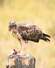 Red Tailed Hawk