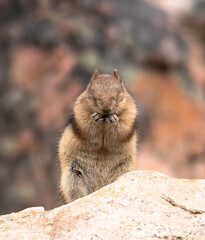 Golden mantled ground squirrel
