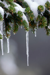 Close-up of a icicle hanging from a snow covered Spruce branch in icy cold wintertime