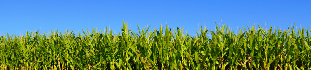 Panoramic shot of a corn field with green plants and a blue sky in the background.
