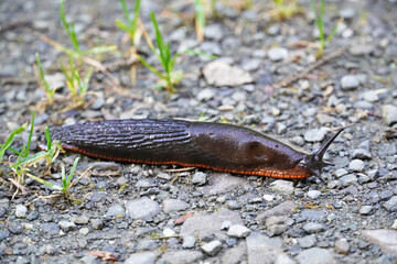 Slug in close-up on stony ground.

