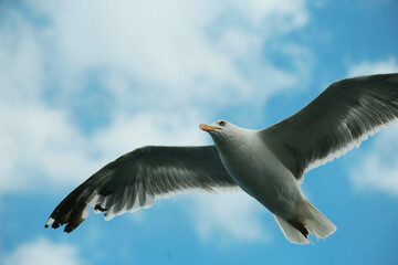 seagull in flight