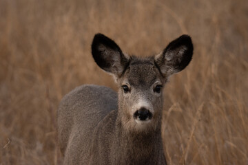 Mule Deer